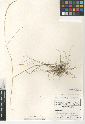  (Stipa divaricata - CCDB-24956-G08)  @11 [ ] CreativeCommons - Attribution Non-Commercial Share-Alike (2015) SDNHM San Diego Natural History Museum