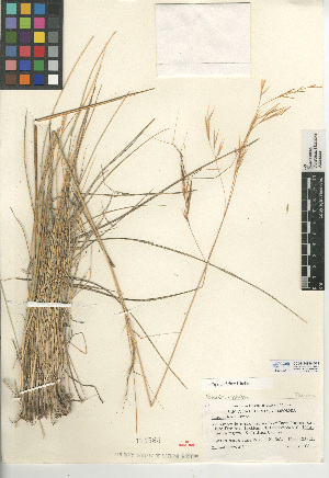  (Stipa pulchra - CCDB-24956-G09)  @11 [ ] CreativeCommons - Attribution Non-Commercial Share-Alike (2015) SDNHM San Diego Natural History Museum