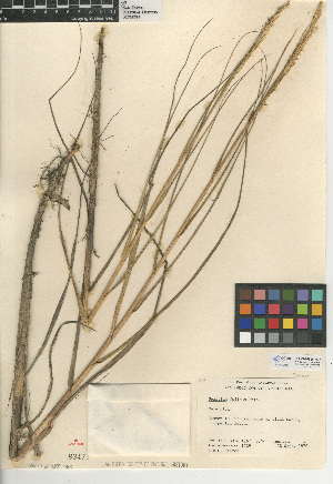  (Spartina foliosa - CCDB-24956-H07)  @11 [ ] CreativeCommons - Attribution Non-Commercial Share-Alike (2015) SDNHM San Diego Natural History Museum