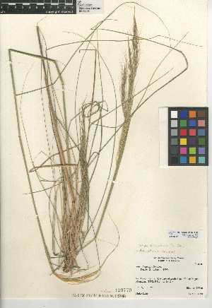  (Stipa diegoensis - CCDB-24956-H08)  @11 [ ] CreativeCommons - Attribution Non-Commercial Share-Alike (2015) SDNHM San Diego Natural History Museum