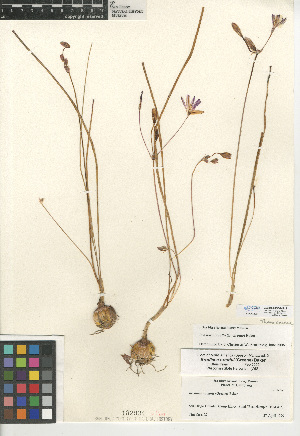  (Brodiaea orcuttii - CCDB-24956-H12)  @11 [ ] CreativeCommons - Attribution Non-Commercial Share-Alike (2015) SDNHM San Diego Natural History Museum
