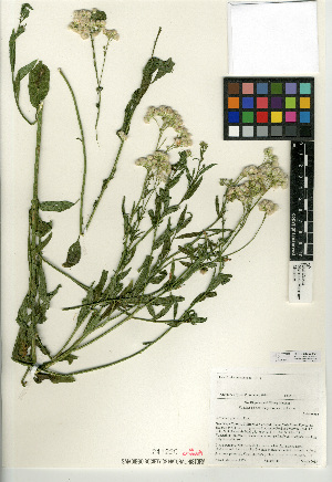 (Baccharis glutinosa - CCDB-24957-F04)  @11 [ ] CreativeCommons - Attribution Non-Commercial Share-Alike (2015) SDNHM San Diego Natural History Museum