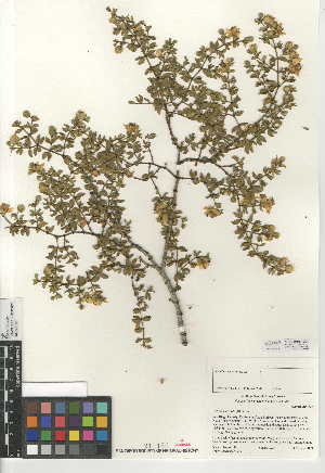  (Larrea tridentata - CCDB-24957-G03)  @11 [ ] CreativeCommons - Attribution Non-Commercial Share-Alike (2015) SDNHM San Diego Natural History Museum