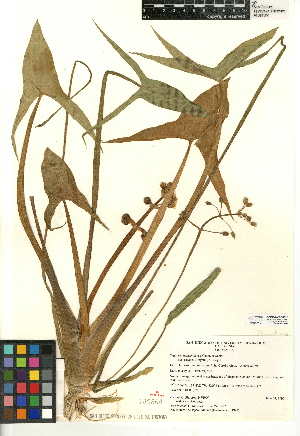  (Sagittaria montevidensis - CCDB-24957-G12)  @11 [ ] CreativeCommons - Attribution Non-Commercial Share-Alike (2015) SDNHM San Diego Natural History Museum