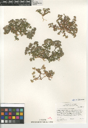  (Polycarpon tetraphyllum tetraphyllum - CCDB-24960-C04)  @11 [ ] CreativeCommons - Attribution Non-Commercial Share-Alike (2015) SDNHM San Diego Natural History Museum