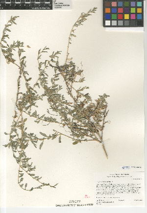  (Atriplex semibaccata - CCDB-24960-D01)  @11 [ ] CreativeCommons - Attribution Non-Commercial Share-Alike (2015) SDNHM San Diego Natural History Museum