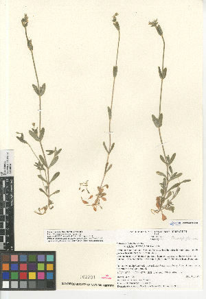  (Cerastium fontanum vulgare - CCDB-24960-E04)  @11 [ ] CreativeCommons - Attribution Non-Commercial Share-Alike (2015) SDNHM San Diego Natural History Museum