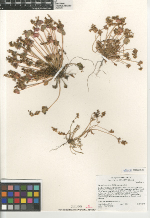  (Claytonia rubra - CCDB-24960-E06)  @11 [ ] CreativeCommons - Attribution Non-Commercial Share-Alike (2015) SDNHM San Diego Natural History Museum