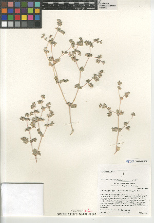  (Tidestromia suffruticosa - CCDB-24960-F03)  @11 [ ] CreativeCommons - Attribution Non-Commercial Share-Alike (2015) SDNHM San Diego Natural History Museum