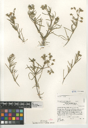  (Spergularia macrotheca macrotheca - CCDB-24960-F05)  @11 [ ] CreativeCommons - Attribution Non-Commercial Share-Alike (2015) SDNHM San Diego Natural History Museum