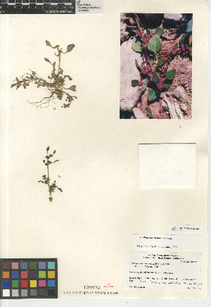  (Chenopodium chenopodioides - CCDB-24960-G02)  @11 [ ] CreativeCommons - Attribution Non-Commercial Share-Alike (2015) SDNHM San Diego Natural History Museum
