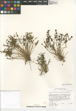  (Claytonia parviflora - CCDB-24960-G06)  @11 [ ] CreativeCommons - Attribution Non-Commercial Share-Alike (2015) SDNHM San Diego Natural History Museum