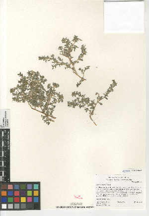  (Atriplex pacifica - CCDB-24960-H01)  @11 [ ] CreativeCommons - Attribution Non-Commercial Share-Alike (2015) SDNHM San Diego Natural History Museum