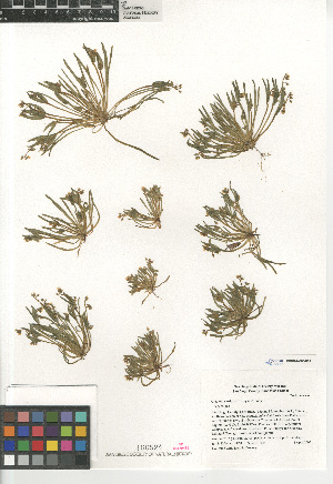  (Claytonia exigua - CCDB-24960-H06)  @11 [ ] CreativeCommons - Attribution Non-Commercial Share-Alike (2015) SDNHM San Diego Natural History Museum