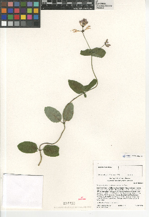  (Lonicera hispidula - CCDB-24962-A01)  @11 [ ] CreativeCommons - Attribution Non-Commercial Share-Alike (2015) SDNHM San Diego Natural History Museum