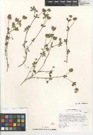  (Trifolium gracilentum gracilentum - CCDB-24962-A05)  @11 [ ] CreativeCommons - Attribution Non-Commercial Share-Alike (2015) SDNHM San Diego Natural History Museum