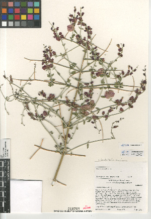 (Scutellaria mexicana - CCDB-24962-A10)  @11 [ ] CreativeCommons - Attribution Non-Commercial Share-Alike (2015) SDNHM San Diego Natural History Museum