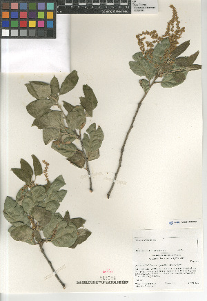  (Quercus agrifolia oxyadenia - CCDB-24962-B06)  @11 [ ] CreativeCommons - Attribution Non-Commercial Share-Alike (2015) SDNHM San Diego Natural History Museum