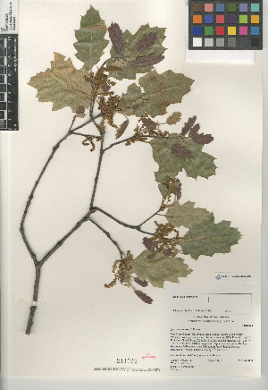  (Quercus xganderi - CCDB-24962-B07)  @11 [ ] CreativeCommons - Attribution Non-Commercial Share-Alike (2015) SDNHM San Diego Natural History Museum