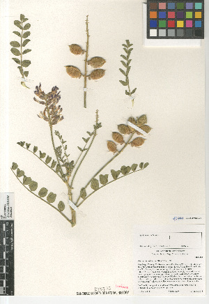  ( - CCDB-24962-C04)  @11 [ ] CreativeCommons - Attribution Non-Commercial Share-Alike (2015) SDNHM San Diego Natural History Museum