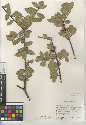  (Quercus wislizeni - CCDB-24962-C07)  @11 [ ] CreativeCommons - Attribution Non-Commercial Share-Alike (2015) SDNHM San Diego Natural History Museum