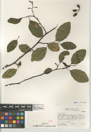  (Alnus rhombifolia - CCDB-24962-D06)  @11 [ ] CreativeCommons - Attribution Non-Commercial Share-Alike (2015) SDNHM San Diego Natural History Museum