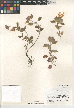  (Monardella macrantha hallii - CCDB-24962-G10)  @11 [ ] CreativeCommons - Attribution Non-Commercial Share-Alike (2015) SDNHM San Diego Natural History Museum