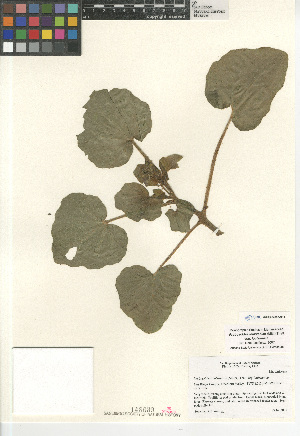  (Proboscidea louisianica - CCDB-24962-G11)  @11 [ ] CreativeCommons - Attribution Non-Commercial Share-Alike (2015) SDNHM San Diego Natural History Museum