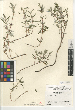  (Monardella hypoleuca intermedia - CCDB-24962-H10)  @11 [ ] CreativeCommons - Attribution Non-Commercial Share-Alike (2015) SDNHM San Diego Natural History Museum
