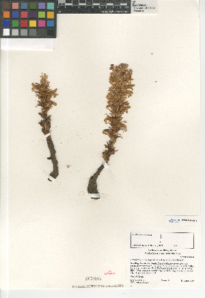  (Orobanche parishii brachyloba - CCDB-24962-H12)  @11 [ ] CreativeCommons - Attribution Non-Commercial Share-Alike (2015) SDNHM San Diego Natural History Museum