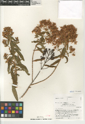  ( - CCDB-24963-B03)  @11 [ ] CreativeCommons - Attribution Non-Commercial Share-Alike (2015) SDNHM San Diego Natural History Museum