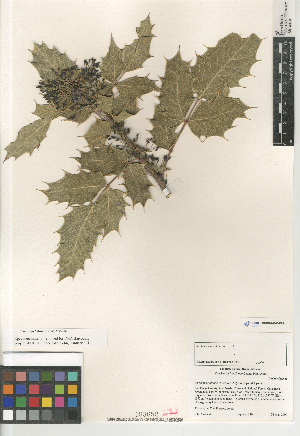  (Berberis aquifolium - CCDB-24963-B09)  @11 [ ] CreativeCommons - Attribution Non-Commercial Share-Alike (2015) SDNHM San Diego Natural History Museum