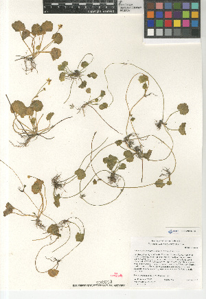  (Ranunculus cymbalaria - CCDB-24963-B10)  @11 [ ] CreativeCommons - Attribution Non-Commercial Share-Alike (2015) SDNHM San Diego Natural History Museum