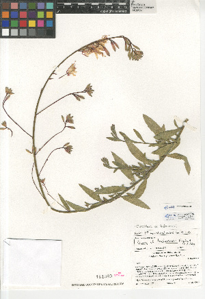  (Oenothera lindheimeri - CCDB-24946-D05)  @11 [ ] CreativeCommons - Attribution Non-Commercial Share-Alike (2015) SDNHM San Diego Natural History Museum