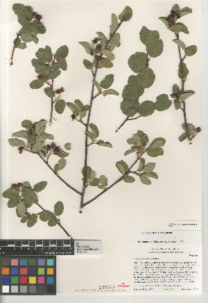  (Amelanchier utahensis - CCDB-24963-D11)  @11 [ ] CreativeCommons - Attribution Non-Commercial Share-Alike (2015) SDNHM San Diego Natural History Museum