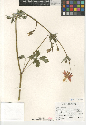  (Aquilegia formosa - CCDB-24963-E10)  @11 [ ] CreativeCommons - Attribution Non-Commercial Share-Alike (2015) SDNHM San Diego Natural History Museum