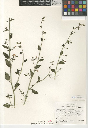 (Antirrhinum nuttallianum - CCDB-24963-F01)  @11 [ ] CreativeCommons - Attribution Non-Commercial Share-Alike (2015) SDNHM San Diego Natural History Museum