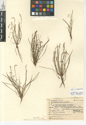 (Plantago pusilla - CCDB-24947-F09)  @11 [ ] CreativeCommons - Attribution Non-Commercial Share-Alike (2015) SDNHM San Diego Natural History Museum