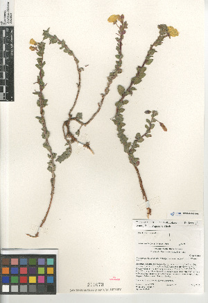  (Camissoniopsis cheiranthifolia - CCDB-24963-G06)  @11 [ ] CreativeCommons - Attribution Non-Commercial Share-Alike (2015) SDNHM San Diego Natural History Museum