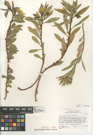  ( - CCDB-24963-H08)  @11 [ ] CreativeCommons - Attribution Non-Commercial Share-Alike (2015) SDNHM San Diego Natural History Museum