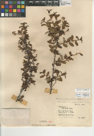  (Ceanothus austro-montanus - CCDB-24949-D10)  @11 [ ] CreativeCommons - Attribution Non-Commercial Share-Alike (2015) SDNHM San Diego Natural History Museum