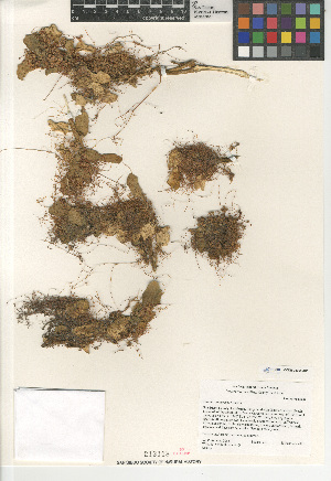  (Cuscuta campestris - CCDB-24964-A05)  @11 [ ] CreativeCommons - Attribution Non-Commercial Share-Alike (2015) SDNHM San Diego Natural History Museum