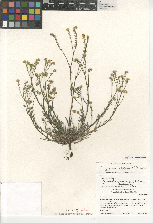 (Cryptantha oxygona - CCDB-24964-B09)  @11 [ ] CreativeCommons - Attribution Non-Commercial Share-Alike (2015) SDNHM San Diego Natural History Museum