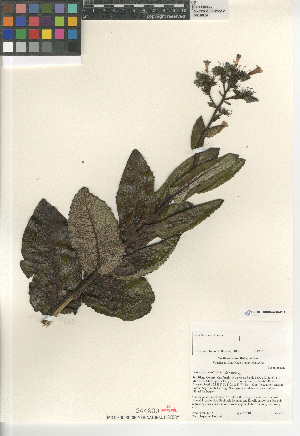  (Eriodictyon sessilifolium - CCDB-24964-B11)  @11 [ ] CreativeCommons - Attribution Non-Commercial Share-Alike (2015) SDNHM San Diego Natural History Museum