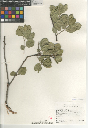  (Quercus agrifolia agrifolia - CCDB-24964-B12)  @11 [ ] CreativeCommons - Attribution Non-Commercial Share-Alike (2015) SDNHM San Diego Natural History Museum