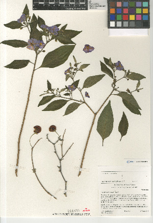  (Solanum rantonnetii - CCDB-24964-C11)  @11 [ ] CreativeCommons - Attribution Non-Commercial Share-Alike (2015) SDNHM San Diego Natural History Museum
