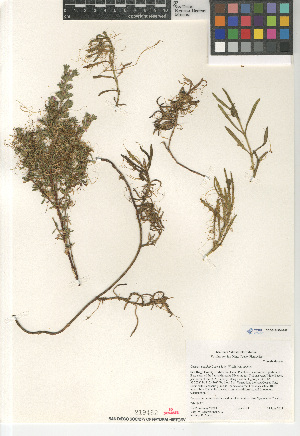  (Cuscuta pacifica pacifica - CCDB-24964-F06)  @11 [ ] CreativeCommons - Attribution Non-Commercial Share-Alike (2015) SDNHM San Diego Natural History Museum