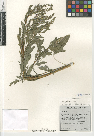  (Chenopodium serotinum - CCDB-24964-F10)  @11 [ ] CreativeCommons - Attribution Non-Commercial Share-Alike (2015) SDNHM San Diego Natural History Museum