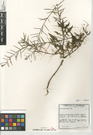  (Sisymbrium erysimoides - CCDB-24964-G10)  @11 [ ] CreativeCommons - Attribution Non-Commercial Share-Alike (2015) SDNHM San Diego Natural History Museum