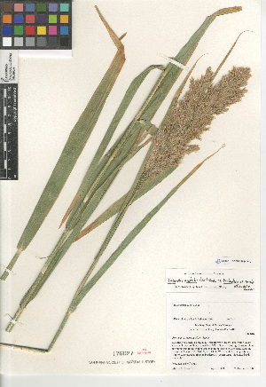  (Phragmites australis - CCDB-24964-H10)  @11 [ ] CreativeCommons - Attribution Non-Commercial Share-Alike (2015) SDNHM San Diego Natural History Museum